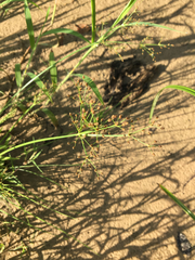 Fimbristylis quinquangularis