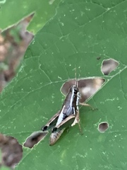 Phaedrotettix