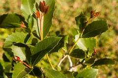 Denhamia bilocularis