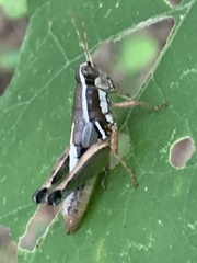 Phaedrotettix