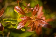 Denhamia bilocularis