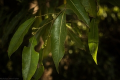 Cryptocarya microneura