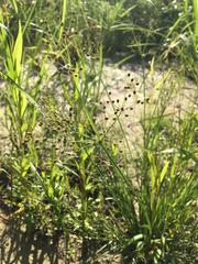 Fimbristylis quinquangularis