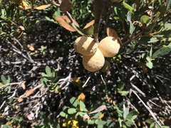 Andricus vacciniifoliae