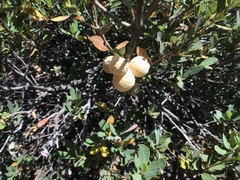 Andricus vacciniifoliae