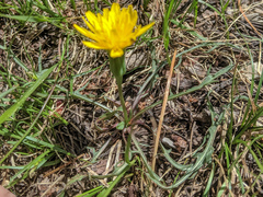 Nothocalais alpestris