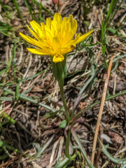 Nothocalais alpestris