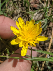 Nothocalais alpestris