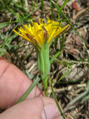 Nothocalais alpestris