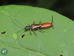 Neodermaptera