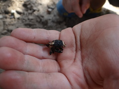 Eucryptorrhynchus scrobiculatus