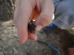 Eucryptorrhynchus scrobiculatus