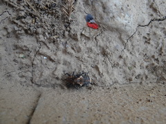 Eucryptorrhynchus scrobiculatus