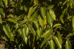 Cryptocarya microneura