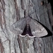 Obscure Underwing - Photo (c) Ray Simpson, some rights reserved (CC BY-NC), uploaded by Ray Simpson
