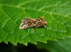 Autographa jota
