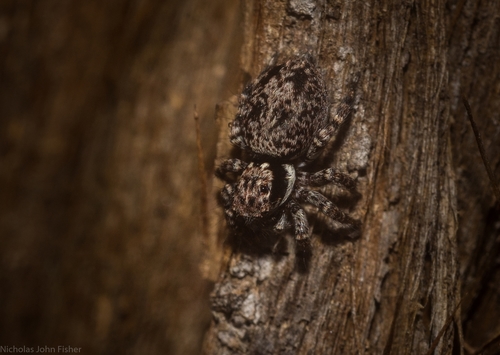 Dirty Jumping Spider