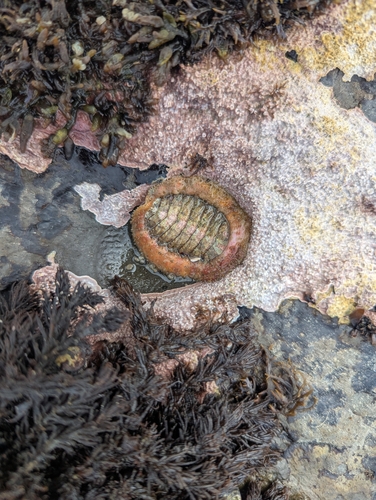 veiled chiton