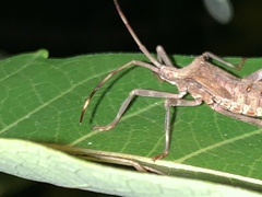 Acanthocephala declivis