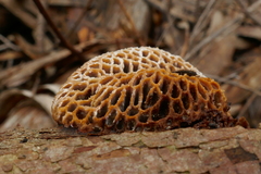 Hexagonia vesparia