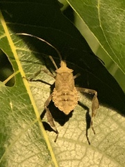 Acanthocephala declivis