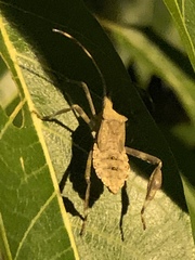 Acanthocephala declivis