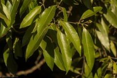 Cryptocarya microneura