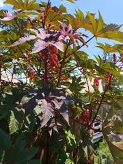 Ricinus