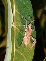 Acanthocephala declivis