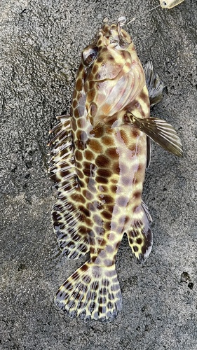 Bar-breasted rock-cod (Epinephelus quoyanus) — Serranidae — 3