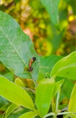 Myrmaplata plataleoides