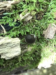 Pluteus septocystidiatus