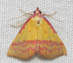 Phytometra rhodarialis