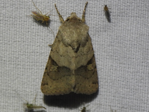 Ulolonche disticha