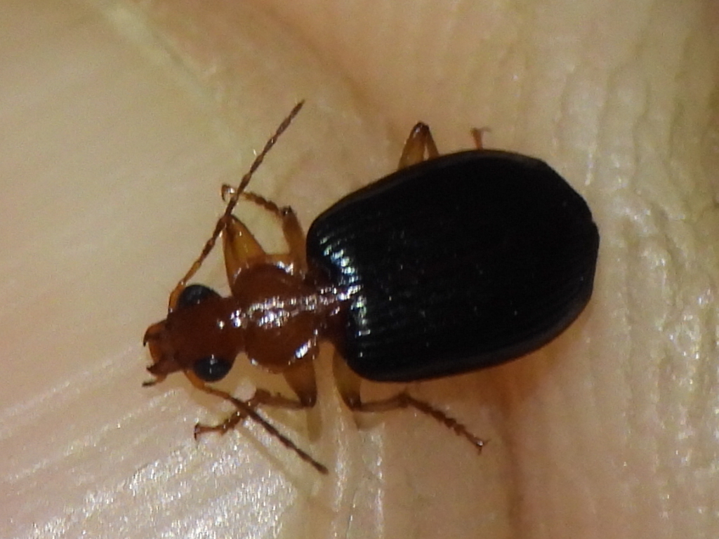 Lebia subgrandis