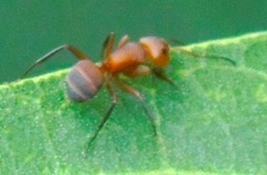 Camponotus rectangularis