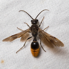 Sphaeropthalma marpesia