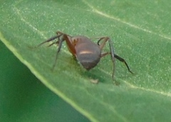 Camponotus rectangularis
