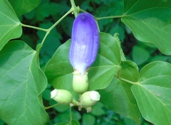 Amphilophium