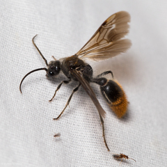 Sphaeropthalma marpesia