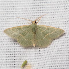 Chlorochlamys appellaria