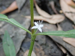 Diodia