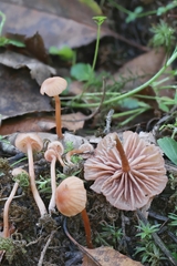 Laccaria ohiensis