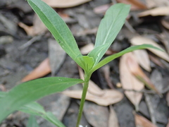 Diodia