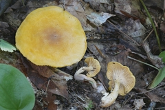 Cantharellus altipes