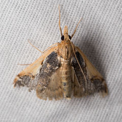 Loxostege albiceralis