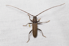 Osmidus guttatus