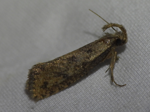Long-horned Grass Tubeworm Moth photo 5