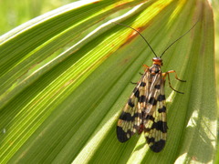 Panorpa meridionalis