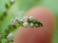 Mitreola